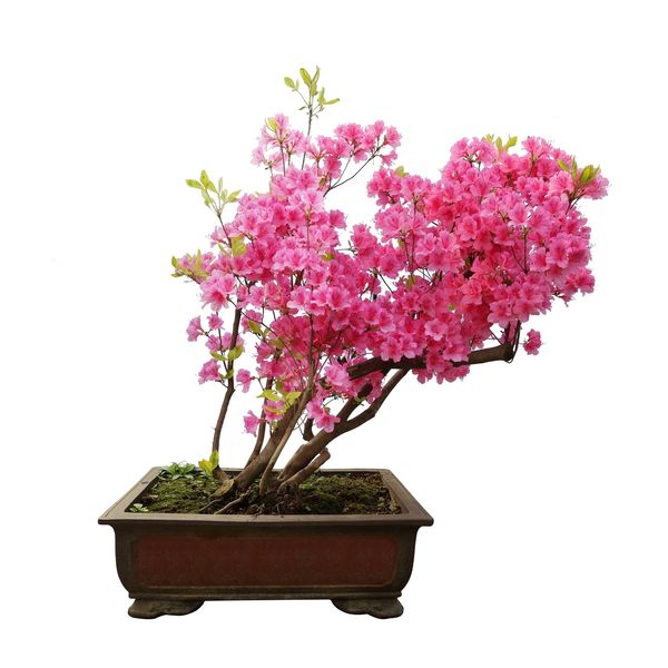 Bonsai Tree Seeds - Pink Azalea - 30 Seeds