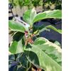 Pink Lemon Tree - Make Real Pink Lemonade! Will Fruit This Year
