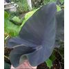 AUTHENTIC Colocasia  Americano 1 bulbs