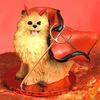Conversation Concepts Pomeranian (red) Dog Devil Figurine