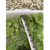 (15) Water Lettuce Koi Pond Floating Plants Rid Algae Shade 2-4” Grows 10”+