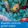API POND ALGAE CURE Control Solution, Safe For Pets When Used As Directed, 237 ml Bottle