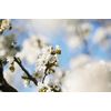 L'Occitane Cherry Blossom Shimmering Lotion 8.40 fl. Oz: Fruity and Floral Scent, Moisturizing, Softening, Enhance Glow, Vegan