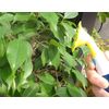 ラングスジャパン(RANGS) 暑さ対策エコミスト ピンク