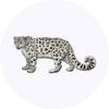 24 x 40mm Round 'Snow Leopard' Stickers (SK00040078)