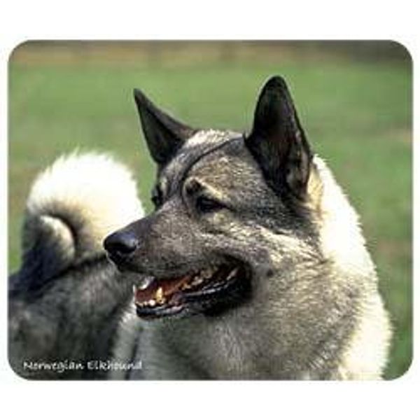 Lumalack Norwegian Elkhound Mousepad