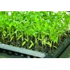 Seam Grafting Material Simple Holder 2.1 (2,500 Pieces) Clear