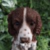 Vivid Arts - Springer Spaniel - XRL-SPSP-D