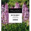 Palladio Lip Stain, Hydrating and Waterproof Formula, Matte Color Look, Longlasting All Day Wear Lip Color, Smudge Proof Natural Finish, Precise Chisel Tip Marker, Rose