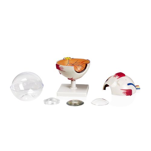 Jackson Global JS00075 4X Eye Model 7 Parts | Shows Optic Nerves | Muscles in Natural Position and Bony Orbit | Dissected Horizontal Plane Reveals Cornea, Iris, Lens and Vitreous Body | W Key Card