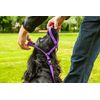 Gencon Medium Headcollar Left Pink/Burgundy
