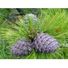 appetite enhancer weight gain - PINE BARK EXTRACT immune system booster 2B