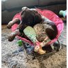 TRM Gray Folding PET Dog CAT Bed Chair Portable