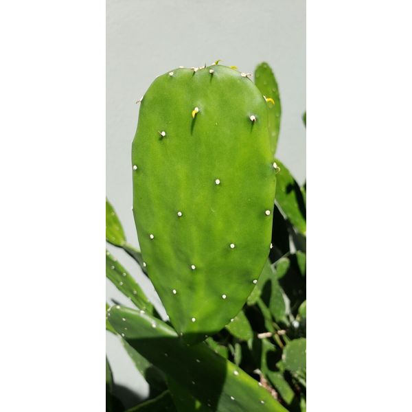 25+ CACTUS PADS Opuntia Nopal for Tortoise & other Reptiles & human health