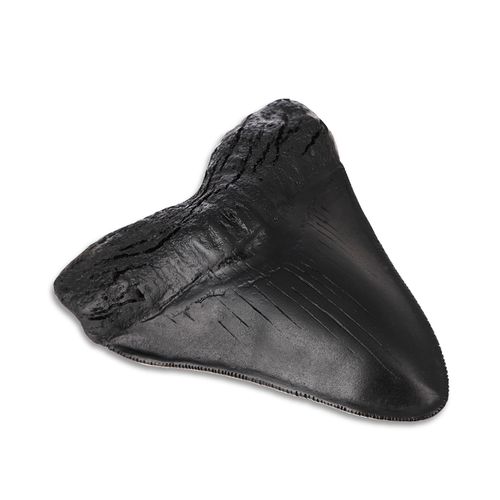 Megalodon Tooth, Black Shark Tooth,Megalodon Fossil with Serrations Sawtooth, Megalodon Tooth Real Fossil for, Collectors, Teachers, Children and Fossil Lovers, 5.5 Inch Giant Shark Teeth(Replica)