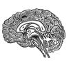 CafePress Science Geek Brain Scroll Ornament 4" x 2.75"