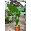 Alocasia - Calidora - 24" tall