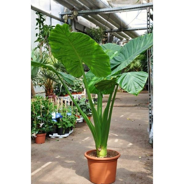 Alocasia - Calidora - 24" tall