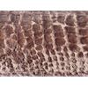 Pillowtex Plush Body Pillow (20x54 Brown)