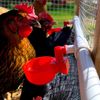 1/2" PVC Tee 12pcs Automatic Poultry Waterer Drinker Cups Chicken Water Nipples