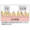 Shrimp Soft Tongue Cleaner, Assorted Colors, Set of 2, 2 Pieces (x1)