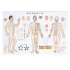 Acupuncture Pathway Hole Diagram (SR-412) x 2