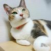 Cat Warrior Collar (Uses Sanada Cord) (Checkered/Yellow x Purple)