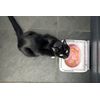Sure Petcare - SureFeed - Motion Activated Sealed Pet Bowl - NOT Microchip Activated