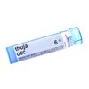 Boiron - Thuja Occidentalis 6c, 6c, 80 pellets