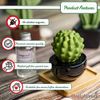 Lively Breeze Frank Cactus, Non-Electric Ceramic Diffusers for Essential Oils and Aromatherapy Fragrance, White Ceramic Diffusers in Car or Desk Office Decor and Small Bathroom at Home, Black vase