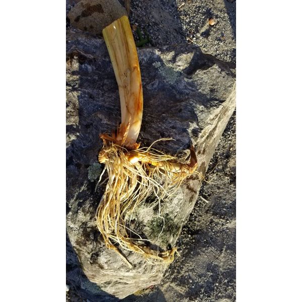 Cattail Bare Roots Plant Growing Mysteriously in My '24 Koi Pond Aquatic