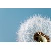 Urinary natures way - 520MG DANDELION ROOT - Dandelion extract powder - 3B