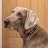 Magnetic Dog Collar Black, Large - Up to 65cm