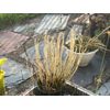 Sundew Leaf Cuttings ( Mixed Species And Hybrids )