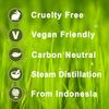 Cajeput (Cajput, Cajuput) Aromatherapy Oil 10ml