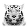White Tiger Edible Icing Image for 6 inch Round Cake