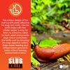 Elixir Gardens Ultimate Slug & Snail Killer Pellets (Reasealable Pouch) | OF & G Organic Approved Ferric Phosphate Garden Lentils with Massive 500 sq.m Coverage
