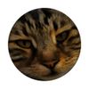 Long Haired Tabby Cat Artistic Pet Portrait PopSockets Adhesive PopGrip