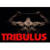 muscle builder supplements - TESTOBOOSTER 855MG 1B - panax red ginseng powder