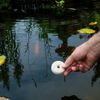 Mosquito Dunks 102-12 Mosquito Killer for Bird,Fish, 2 Pack