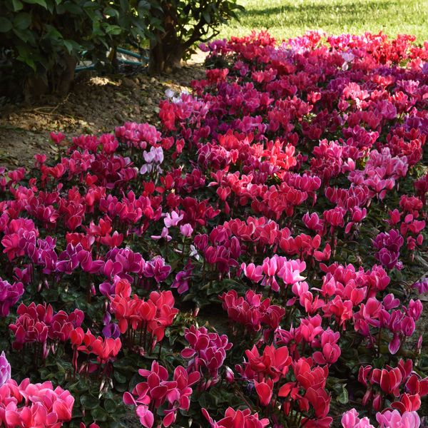 Outsidepride 20 Seeds Annual Cyclamen Dreamscape Sowbread Garden Flower Seed Mix for Planting