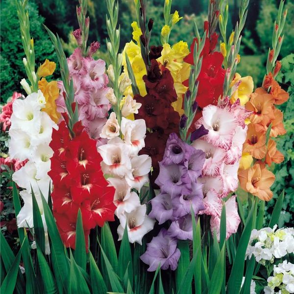 Mixed Gladiolus Flower Bulbs - 10 Bulbs Assorted Colors