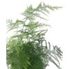 Fern Leaf Plumosus Asparagus Fern - 4" Pot - Easy to Grow - Great Houseplant