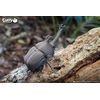 EUGY 113 Rhino Eco Friendly 3D Puzzle