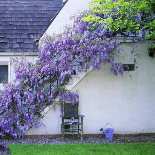 10 Wisteria Flower Seeds