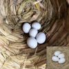 JVHLOV 20x Solid Plastic Dummy Fake Eggs, Dummy Eggs Dove, Simulation Bird Egg Bird Breeding Tool