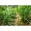 NEW Fresh WILD  None GMO Ginger Root -10lb