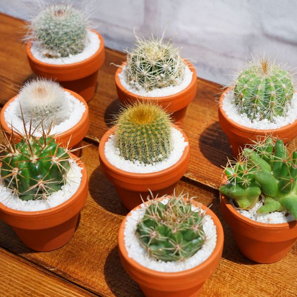 Small Cute Cactus 4-piece Set, No. 1.5 Pot, Approx. 1.9 x 1.9 x 3.9 inches (4.7 x 4.7 x 9 cm), House Plant, Interior Plant, Potted Plant, Mini Cactus