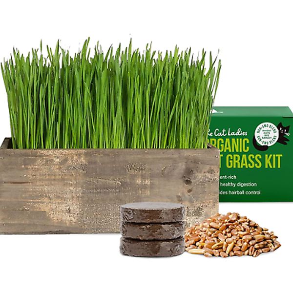 The Cat Ladies Cat Grass Kit Complete with Rustic Wood Planter, Organic Seed