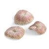 Seychelles Plate Coral Set of 3